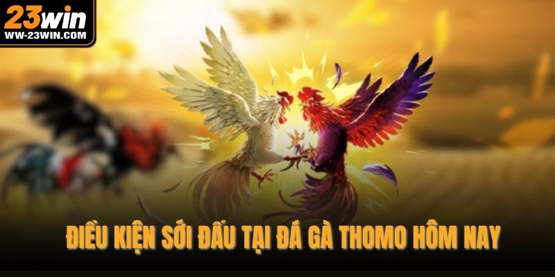 Điều kiện sới đấu tại đá gà thomo hôm nay