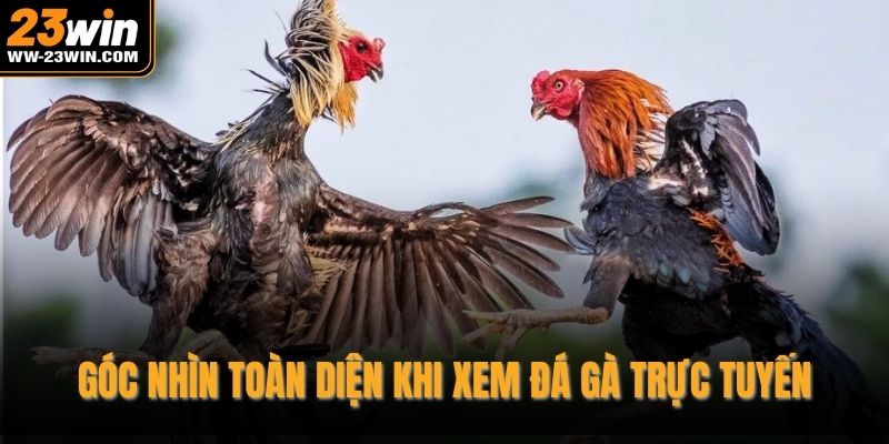 Góc nhìn toàn diện khi xem đá gà trực tuyến