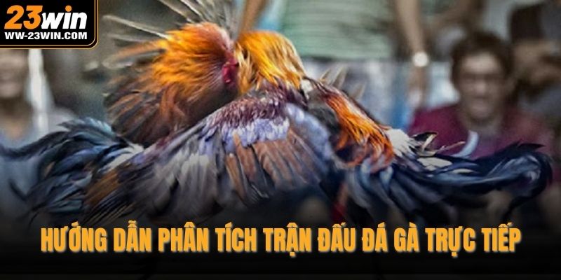 Hướng dẫn phân tích trận đấu đá gà trực tiếp