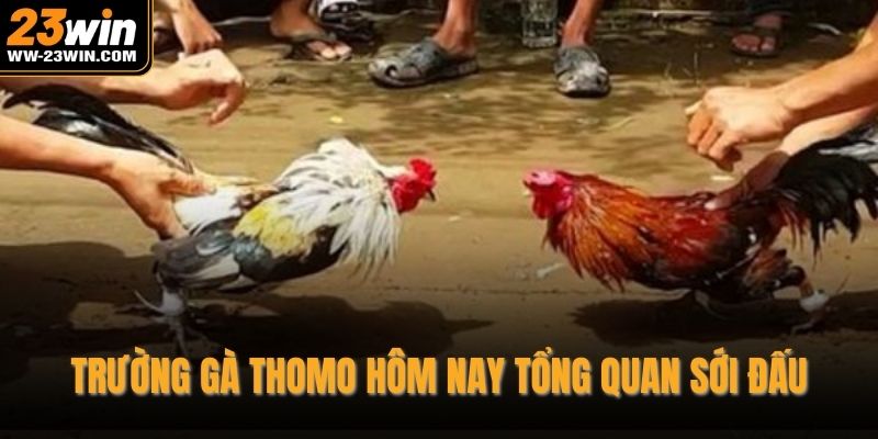 Trường gà thomo hôm nay tổng quan sới đấu